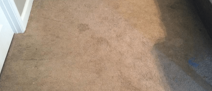 Experts Carpet Cleaning Service
